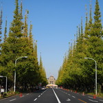 トラットリア カザーレ・デル・パチョッコーネ - 2011イチョウ並木は貧弱だった