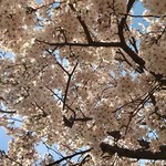 CAFE ホトリ - 再訪 4月