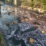 プレマルシェ・ジェラテリア - 目黒川の花筏