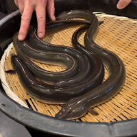 入谷鬼子母神門前のだや - 