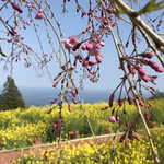 一夜城 ヨロイヅカ・ファーム - 枝垂桜と菜の花