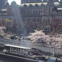 スミレオオサカ - 