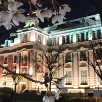 スミレオオサカ - 