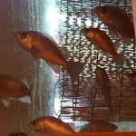 名代 駒寿司 - イケスのメバル