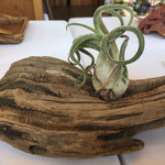 レストラン ビオス - 