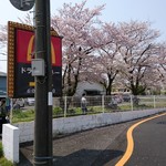 マクドナルド - 当店の裏 は春は桜が