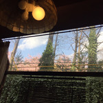 さふらん - 2019年4月。窓から錦町公園の桜。