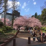 さふらん - 2019年4月。錦町公園の桜はほぼ満開。