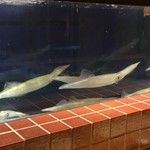 対馬のどぐろとイカ活き造り 博多 魚蔵 - 優雅に泳ぐ生簀のイカ