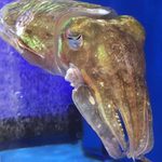 対馬のどぐろとイカ活き造り 博多 魚蔵 - カメラを向けると寄ってくるコウイカ