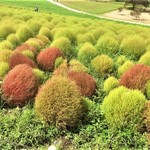 ひたち海浜公園中央口売店 - "鮮やかに紅葉してみはらしの丘を真っ赤に染め上げるさまもまさに絶景です。"