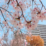 ドミノピザ - 桜満開