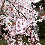 隆兵そば - 刹那に散りゆく運命と知って〜♪(※圓徳院  お店とは無関係)