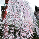 隆兵そば - さーくーら♪さーくーら♪いま咲き誇る♪ (※圓徳院  お店とは無関係)