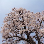 ラーメン そら - 桜は心を和ませるね