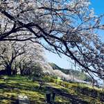 梅月園  - 松崎の桜