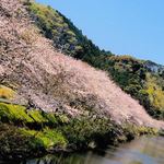 梅月園  - 松崎の満開の桜並木