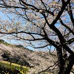 梅月園  - 松崎の桜