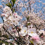 ピエール マルコリーニ - 南伊豆、青野川の桜。やっと咲いてきました