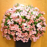 インペリアルバイキング サール - サールの花はピンク色２０１９年３月