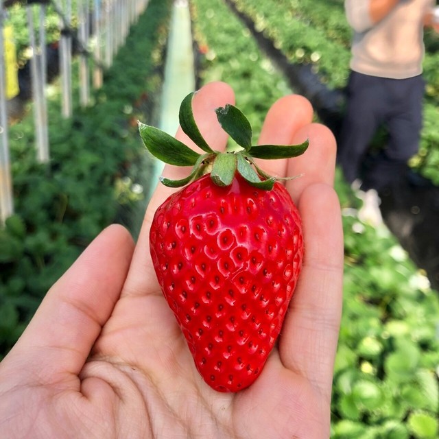 いちご 狩り センター 江間 江間いちご狩りセンター(エマイチゴガリセンター)