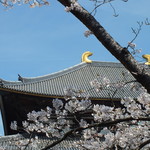 鶴の茶屋 - 甍と桜