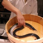 うなぎ時任 - まだ生きている鰻