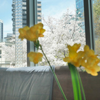 ブーケ・ド・フランス - 丁度桜が満開