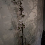 PACE - 桜の季節だったので、桜が飾られていました