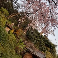 菊乃井 本店 - 