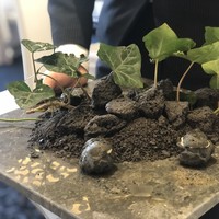 クイントカント - 