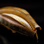 日本橋蛎殻町 すぎた - こはだ