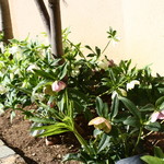 スイーツガーデン ユウジアジキ - 外観