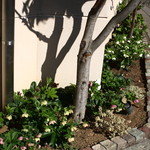 スイーツガーデン ユウジアジキ - 外観