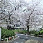 ラーメン二郎 - 店舗裏の桜