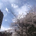 要の塩 - 桜咲く