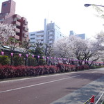 デカダンス ドュ ショコラ - （おまけ）播磨坂の桜並木。一部は葉桜になっていましたが、同行者とゆったりお花見を楽しめました