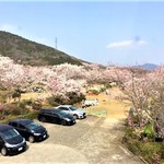 Nikkoen Bbq＆Party Garden - 桜が満開のＢＢＱガーデン　2019/4/7