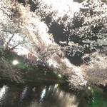 牛たん焼き 仙台辺見 - 五条川の桜ライトアップ
