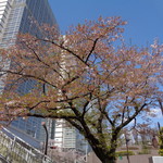 ラーメン二郎 - すでに葉桜