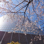 ラーメン二郎 - 咲きほこれ春！