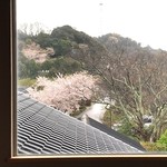 海のしょうげつ - 桜が満開