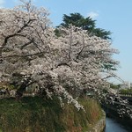 Minami Indo Dainingu - 哲学堂公園はまだまだ満開でしたね