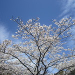 (おまけ)一本杉公園にて