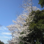 (おまけ)一本杉公園にて