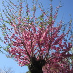 アプリコット - (おまけ)一本杉公園にて