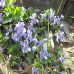 アプリコット - (おまけ)一本杉公園にて