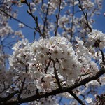 Mendo Koro Idumi - いづみ近く「丹八山公園」