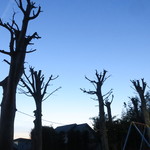 にかいや - まるでバオバブの木