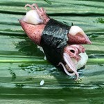 日乃出寿し - ほたるいか